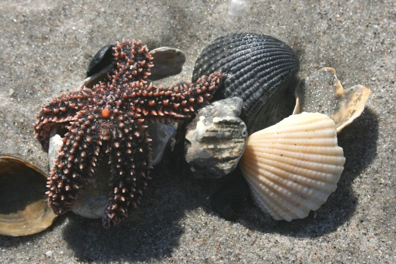 seashells and starfish with their shells on sand