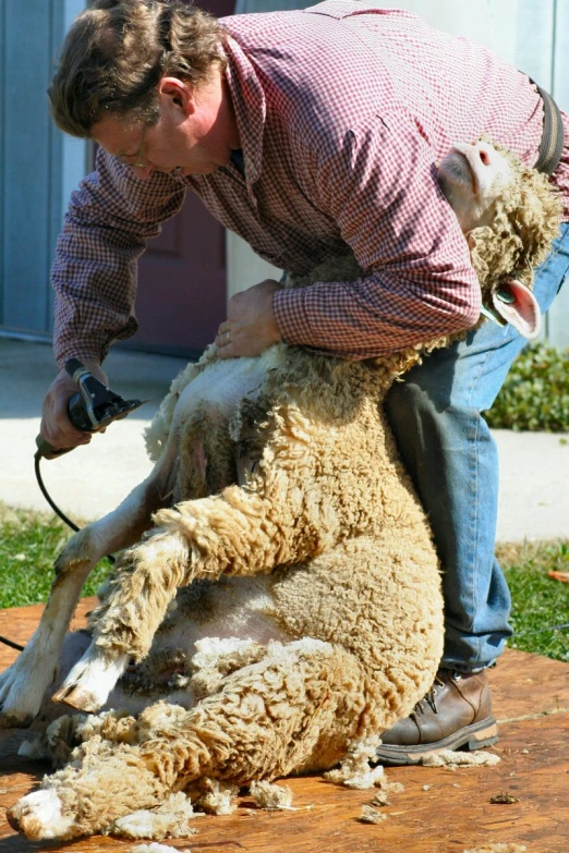 a person is shaving the sheep with a cord