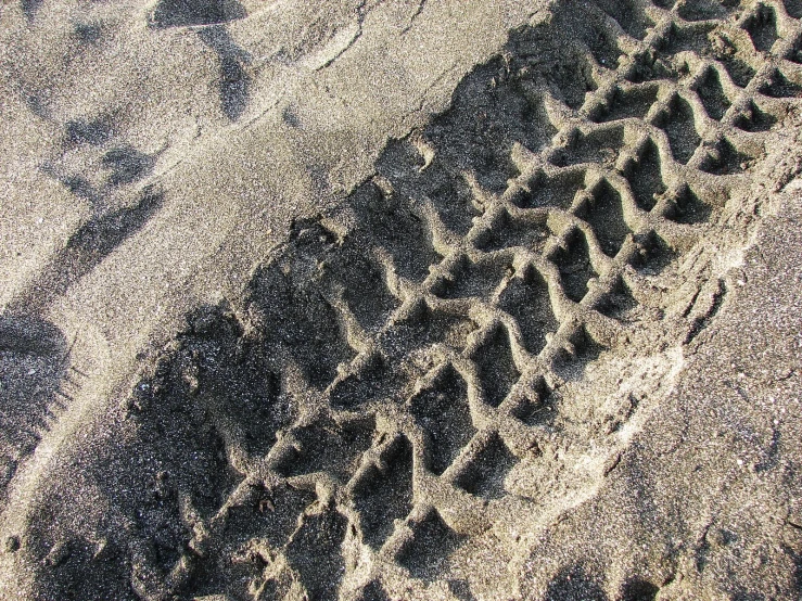 an animal in the sand near some tracks