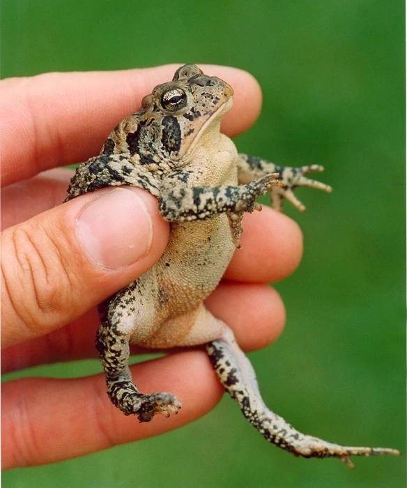 the frog is sitting on the fingers of someone's hand