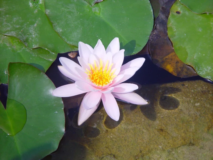 a beautiful water lily grows from the leaves