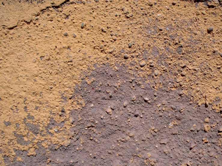 a black bird walking across a dirty dirt field