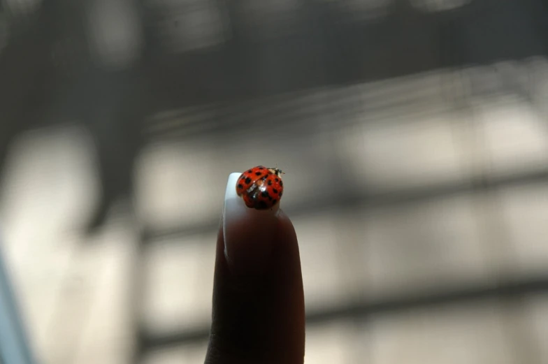 a lady bug on a piece of plastic in front of some windows