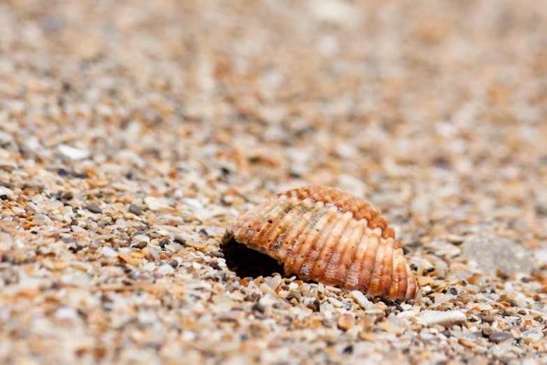 a shell on the sandy shore of the ocean