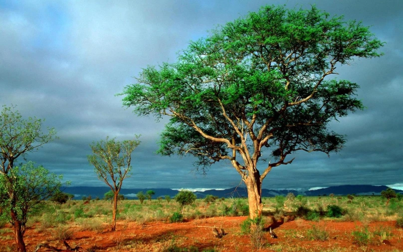 two trees in the distance with a dark sky