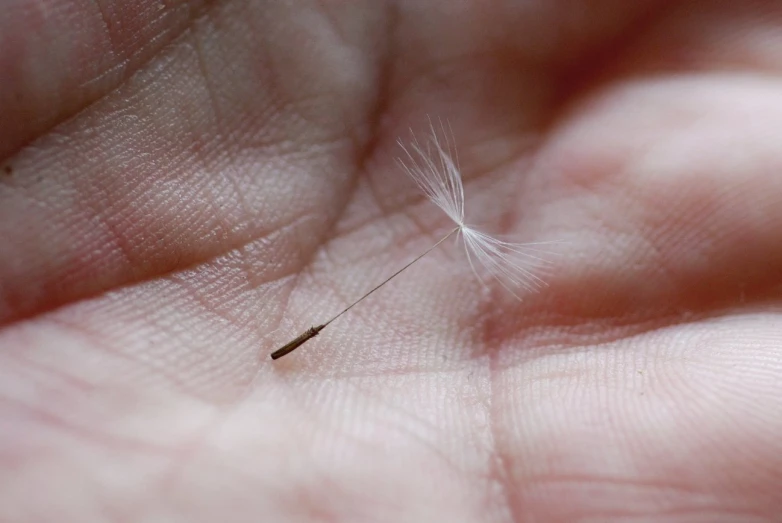 a small dandelion in someone's left hand