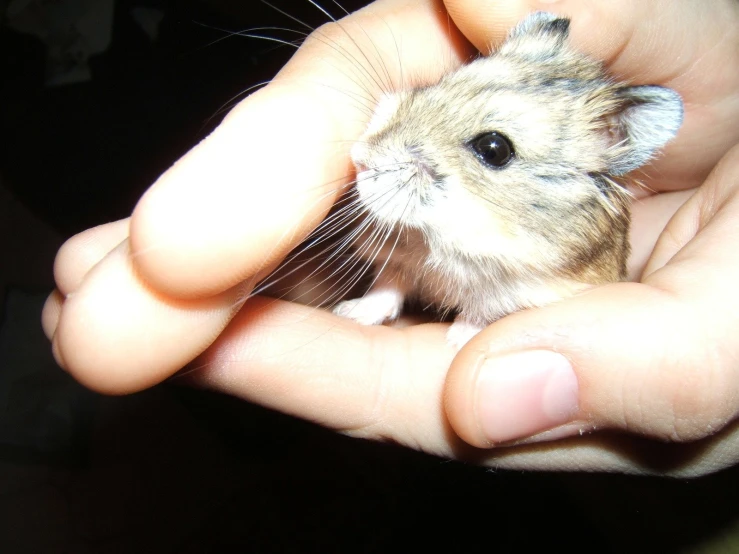 the small hamster was inside of the persons hands