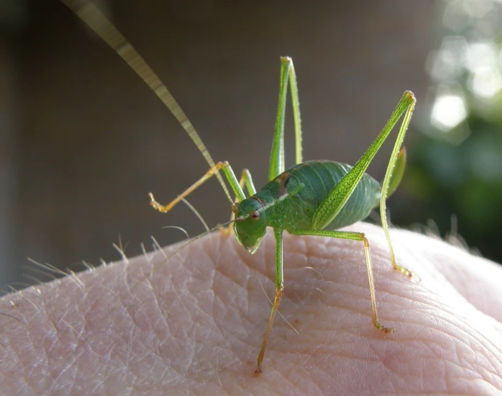 a close up view of an insect on a human arm