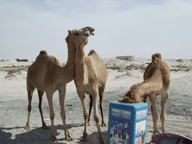 three camels stand in the sand with their noses open