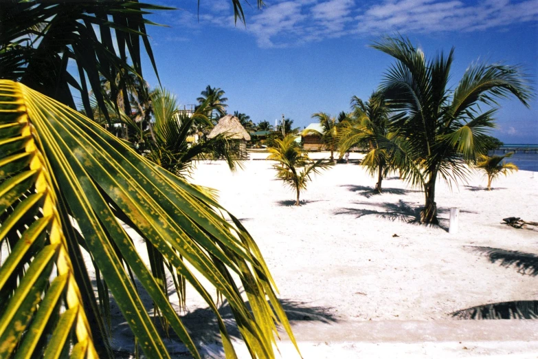 a beach with palm trees, grass and blue skies