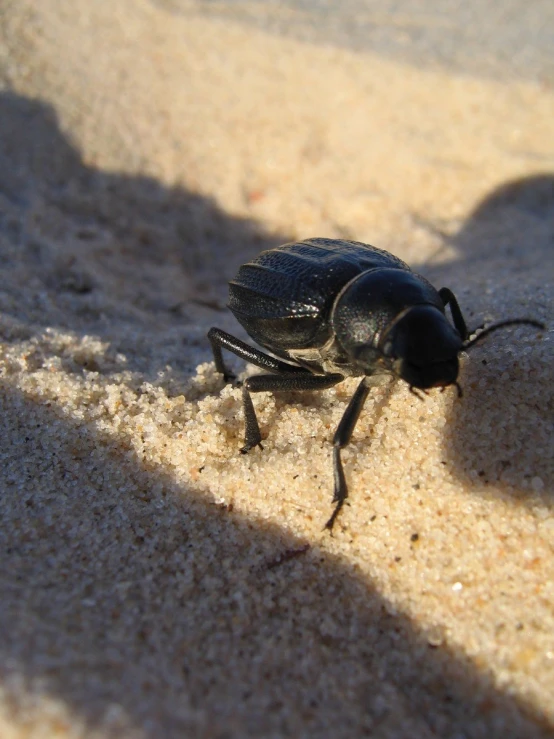 a large black insect standing on top of sand