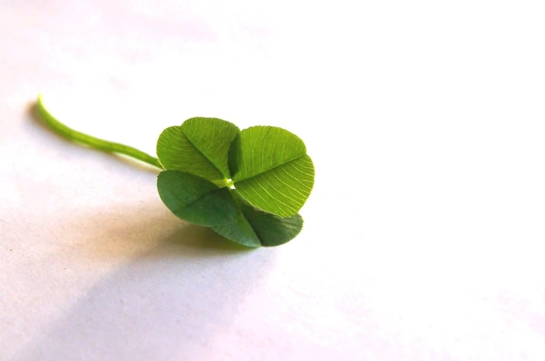 a close up of a four leafed clover