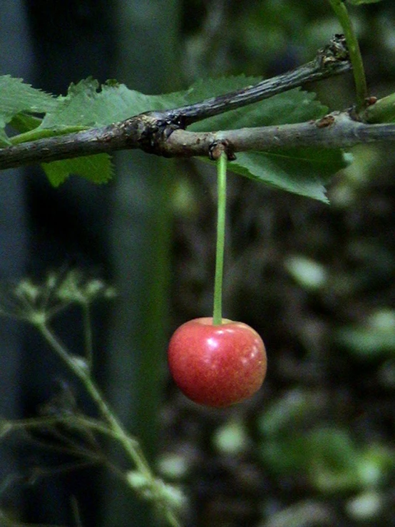 small red cherry hanging from the nch of a tree