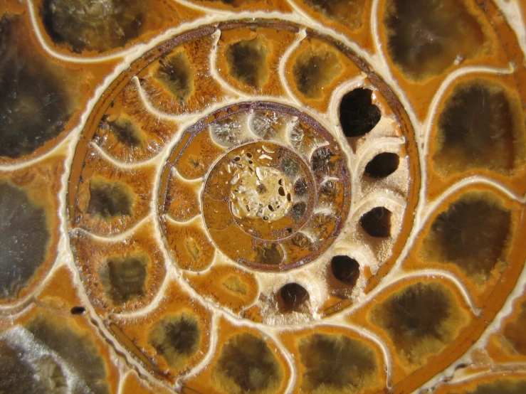 the top view of a decorative item from above