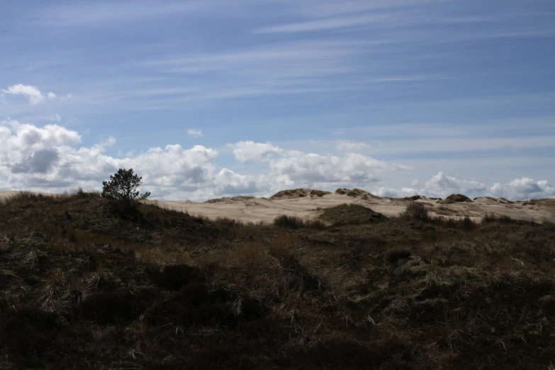 some trees standing in the distance on a hill