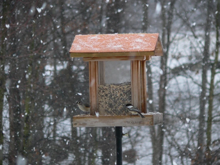 two birds perched on top of a wooden bird feeder