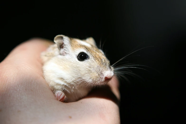 a small brown hamster is sitting on someones hand