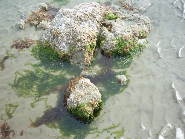 two pieces of green algae submerged in water