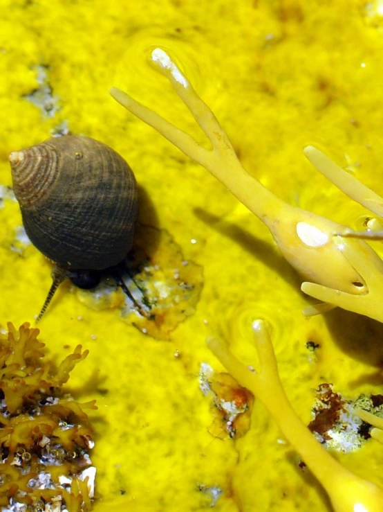 a group of yellow seaweed are on the bottom of the water