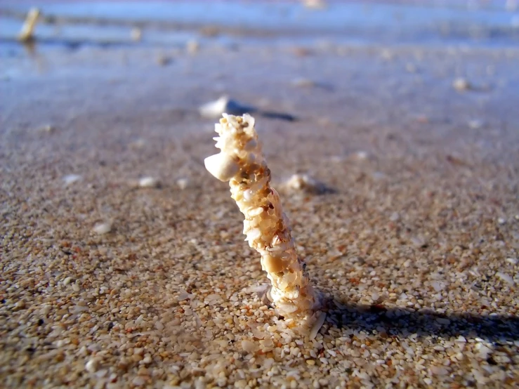 the beach sand looks like an odd substance with different objects in it