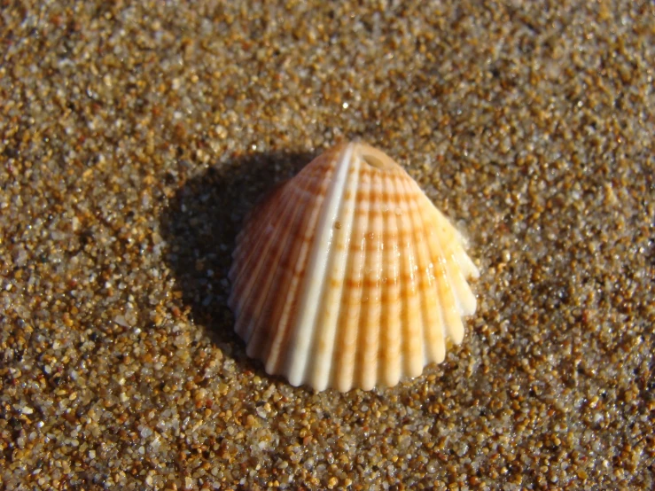 an orange shell resting on the sand next to sand