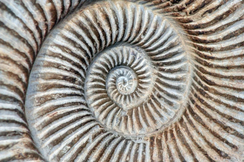 a decorative spiral shell made up of brown wood
