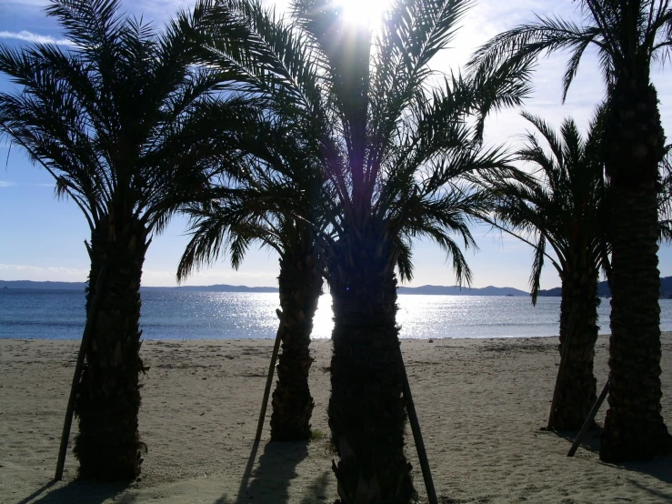 a beach with several palm trees and water