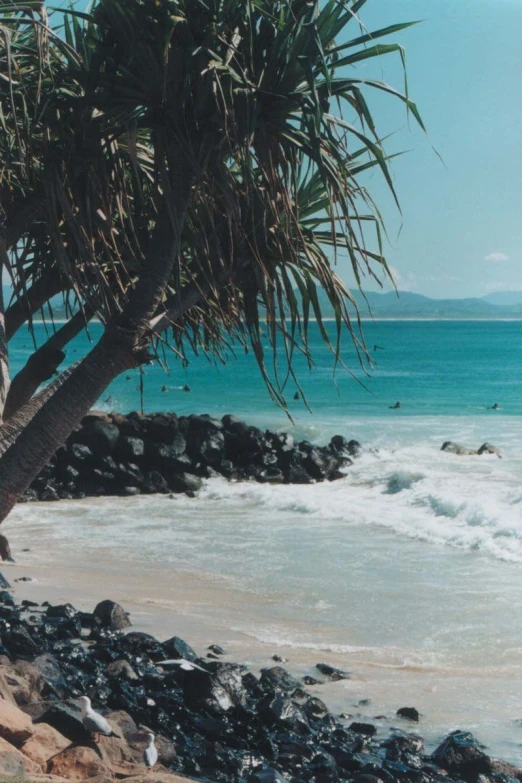 a beach has an ocean, rocks and a tree