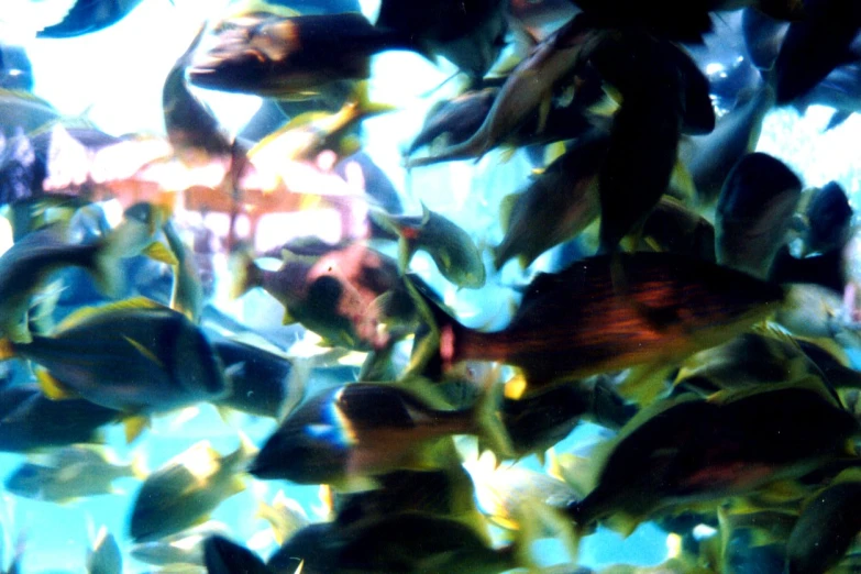 an arrangement of fish and plants in an aquarium tank