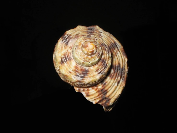 the underside view of a sea shell against a dark background