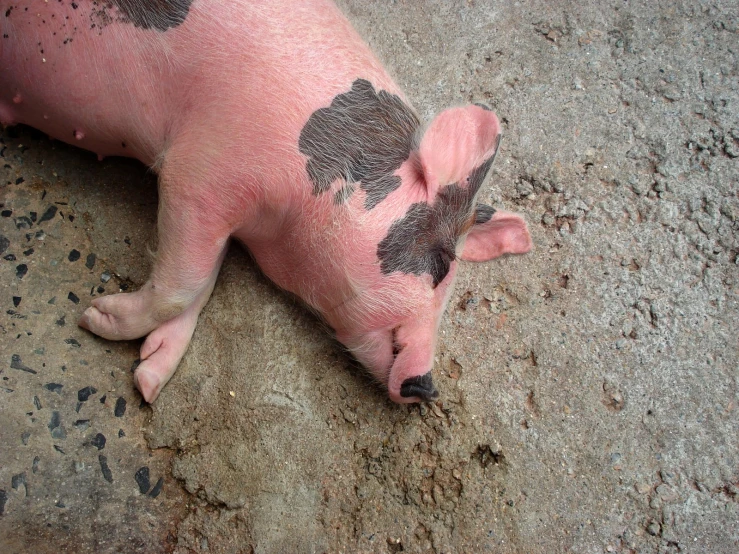 a little pink pig with black spots on it