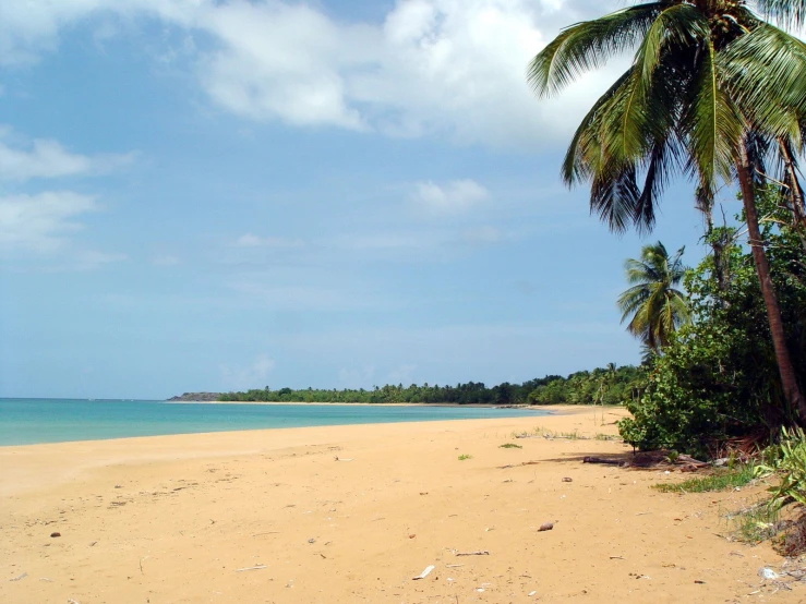 a beach that is covered with vegetation and trees