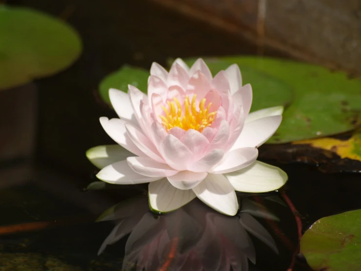 a beautiful pink lotus flower floats in the water