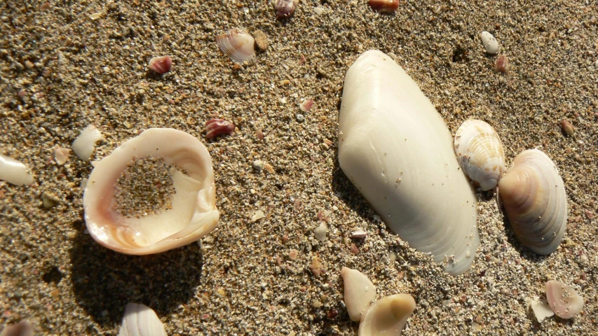 a seashell is lying in the sand and sun