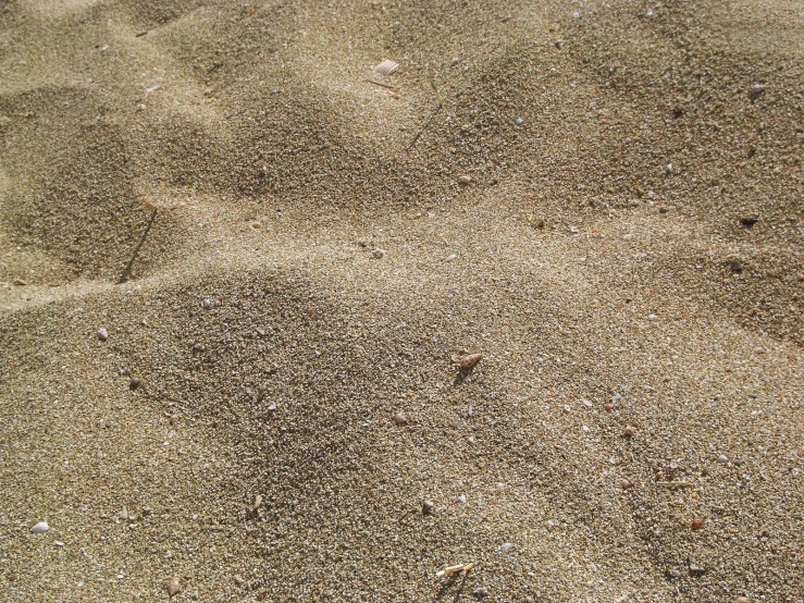 footprints in the sand near a bird