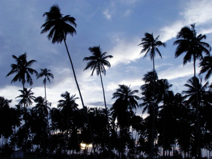 the sun is setting between many trees