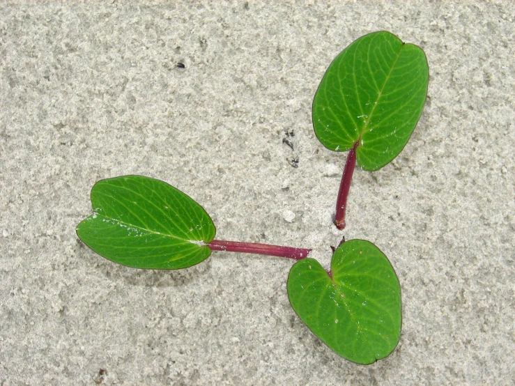 green leafy plant on white stone with small dirt