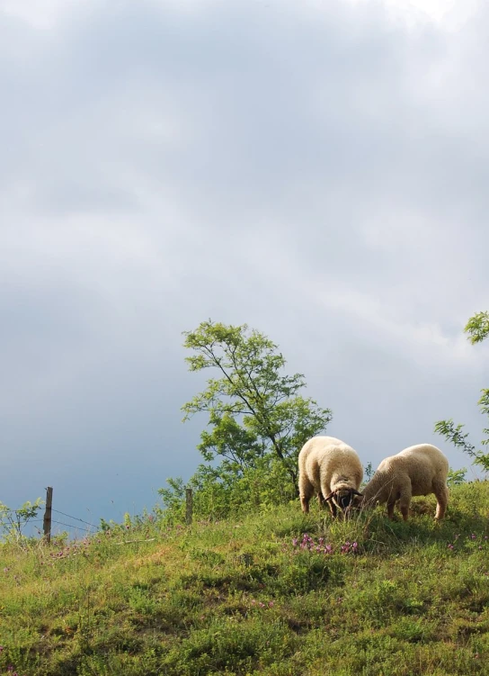 three sheep grazing on the side of a grassy hill