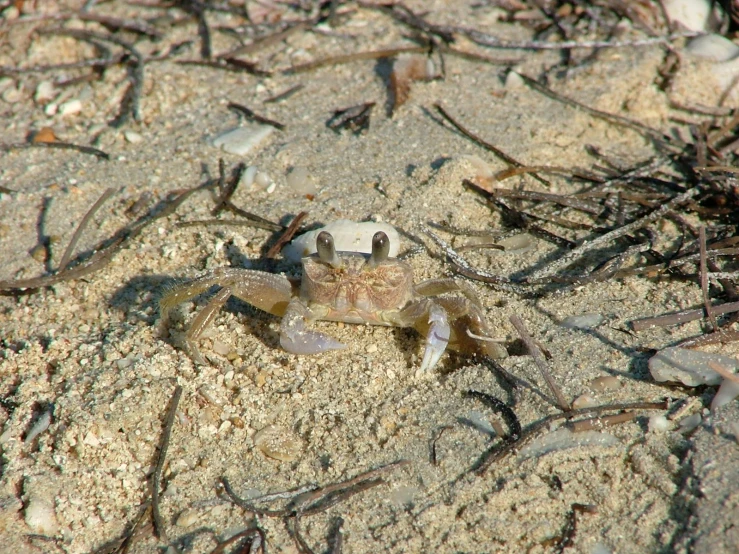 a close up of a crab on the sand