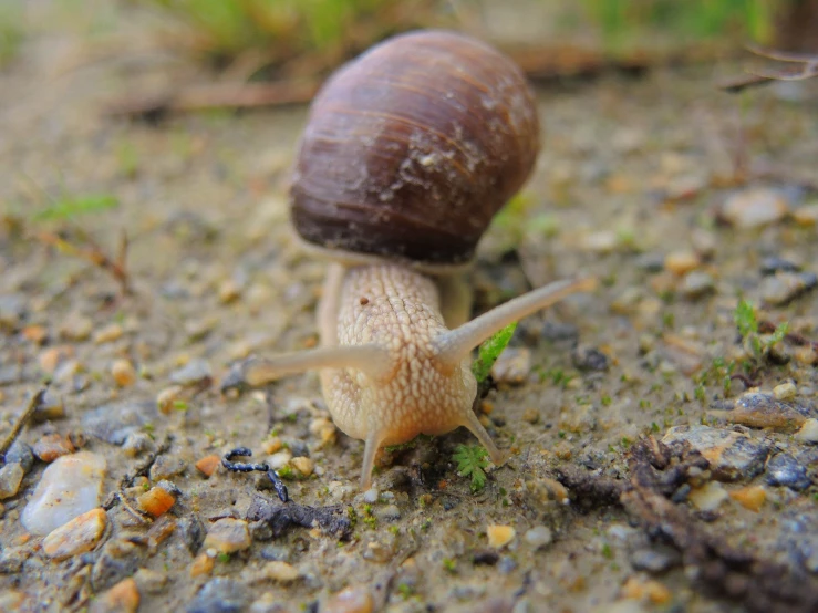 there is a slug crawling on the ground