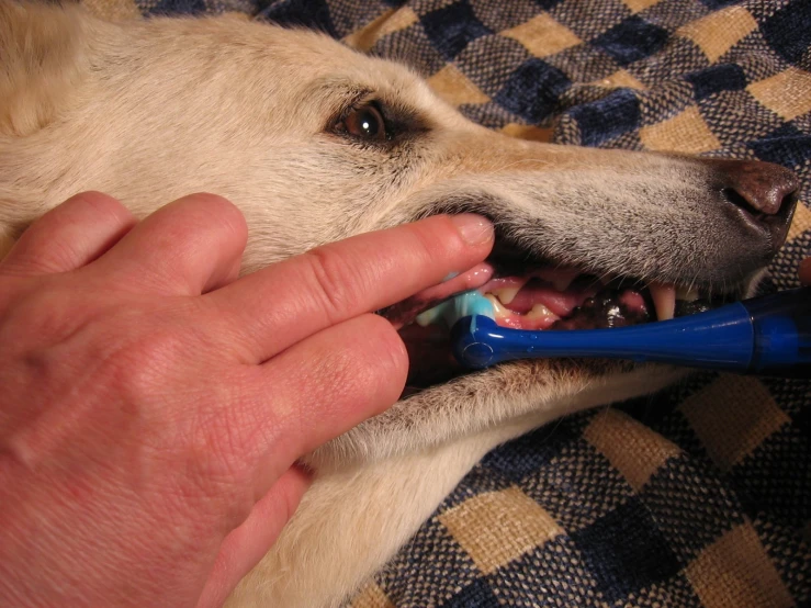 a person brushing the teeth of a dog