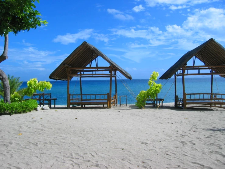 some trees sitting by the water on a beach