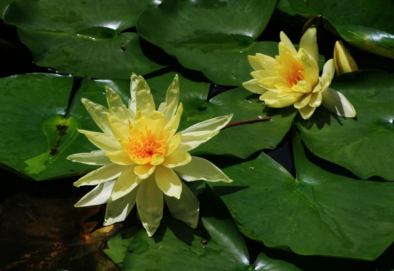 two large yellow flowers are surrounded by water lilies