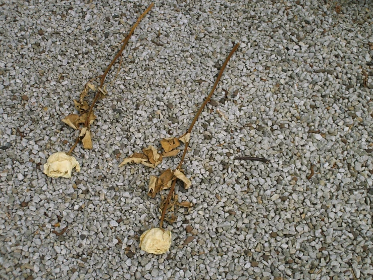 the pavement is filled with various dried yellow flowers