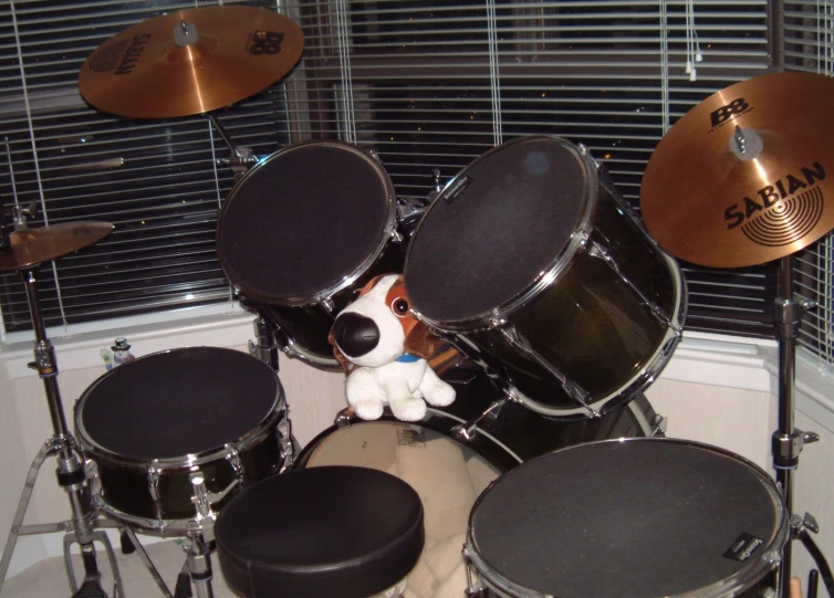dog sitting behind a drum set with two cyns