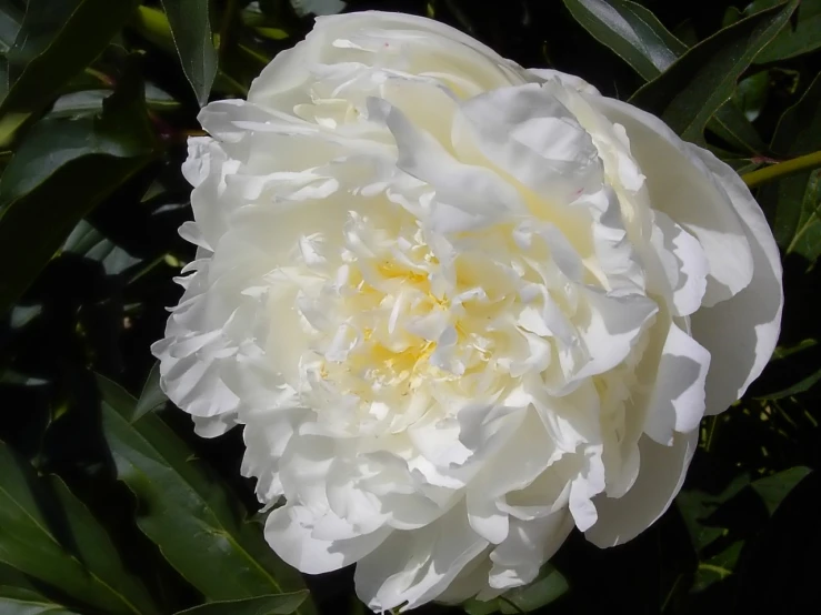 the large, white flower is very attractive and bright