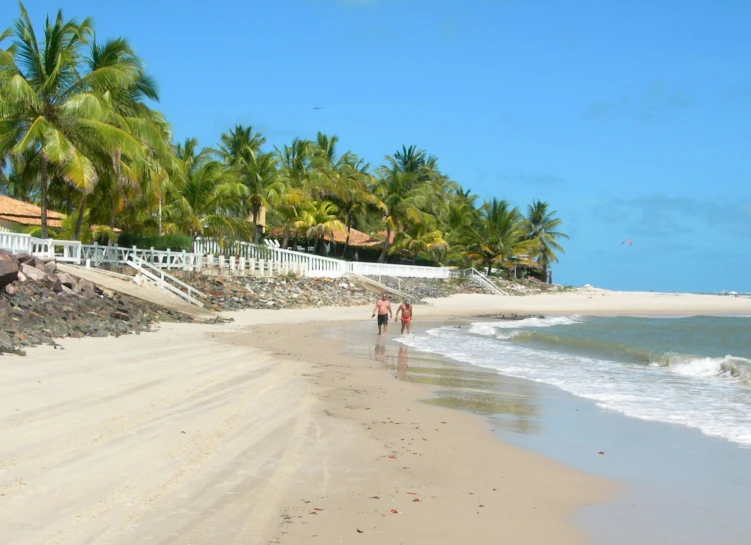 three horses are walking down the beach, facing the water and some palm trees