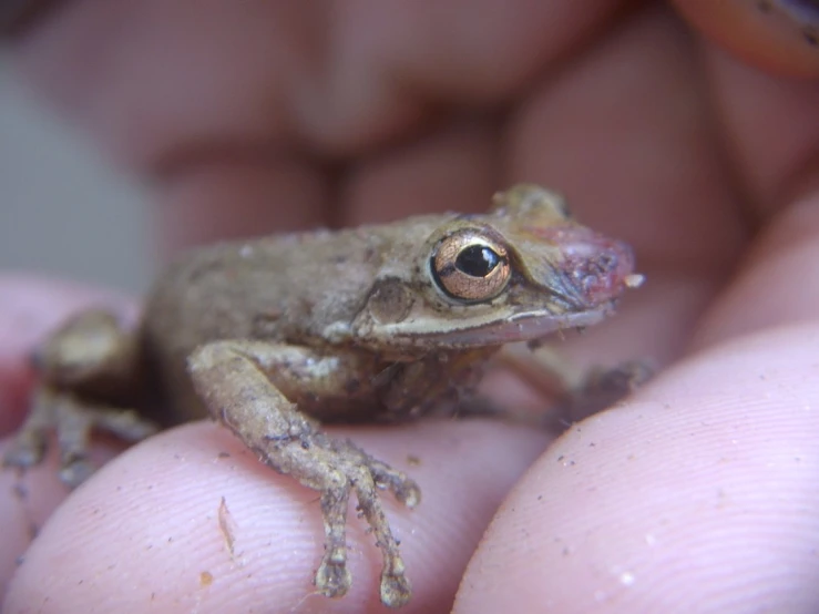 a small tree frog is sitting on the palm of someones hand