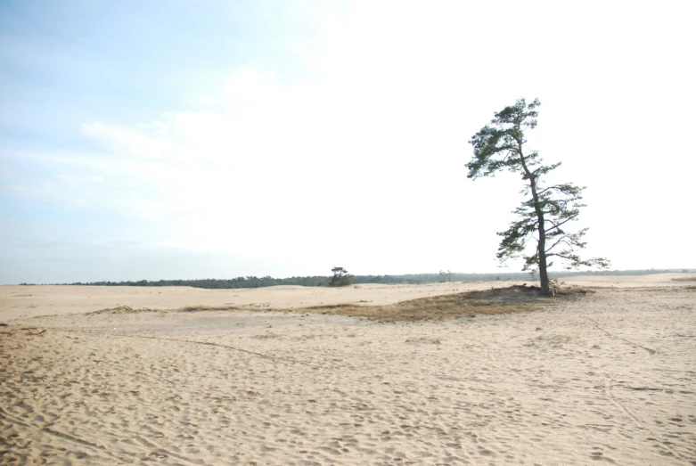 a lonely tree on a sandy field with an ocean in the background