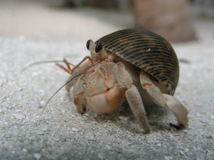 a small animal with a shell on the ground